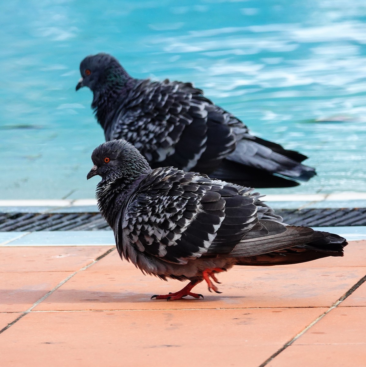 יונת סלעים - ML647008029