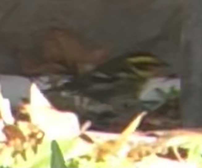 Townsend's Warbler - ML647008030