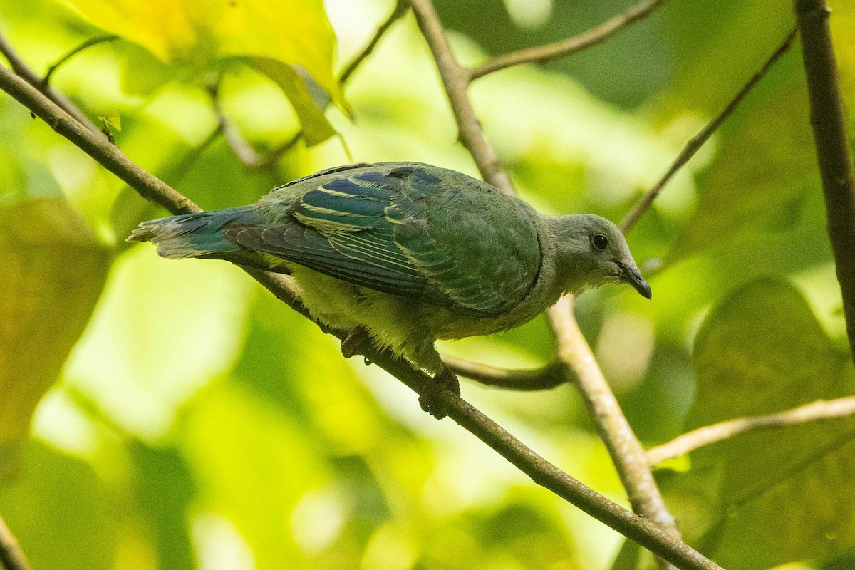 White-capped Fruit-Dove - ML647008032