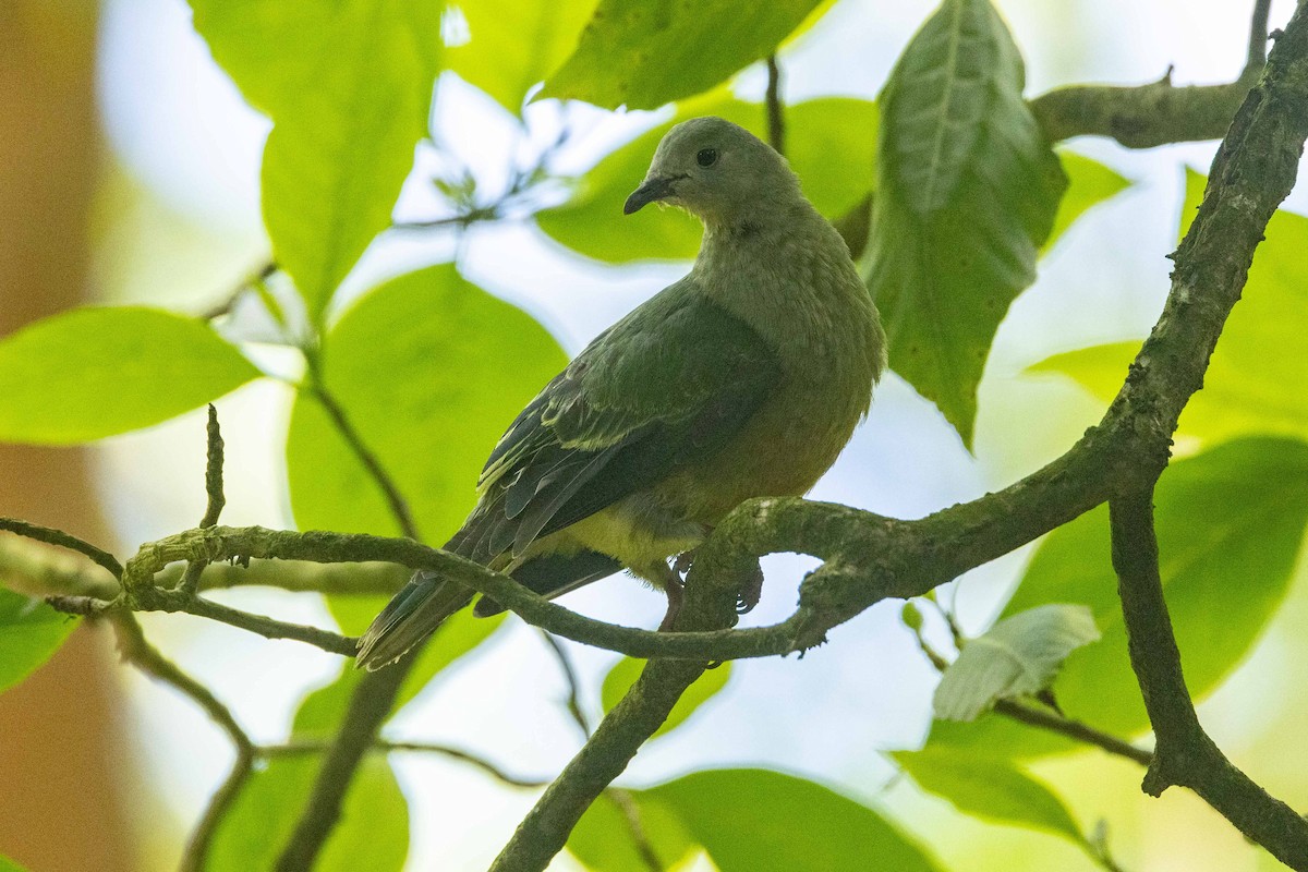 White-capped Fruit-Dove - ML647008033