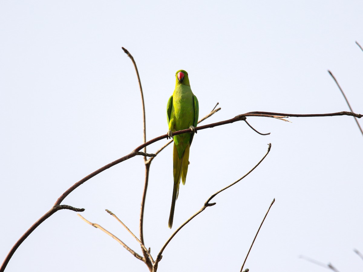 Rose-ringed Parakeet - ML647008034