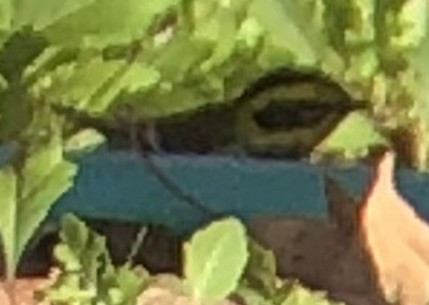 Townsend's Warbler - ML647008035