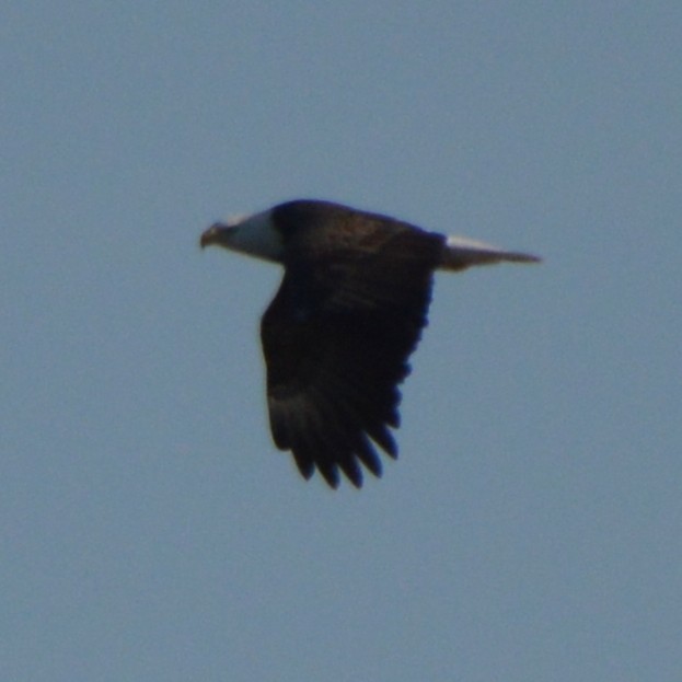Bald Eagle - ML647008036