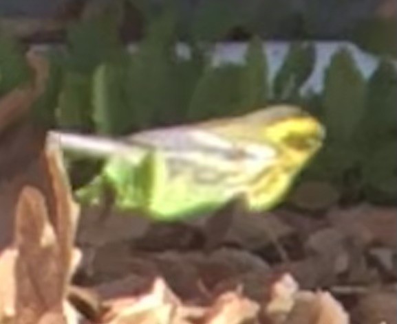 Townsend's Warbler - ML647008037