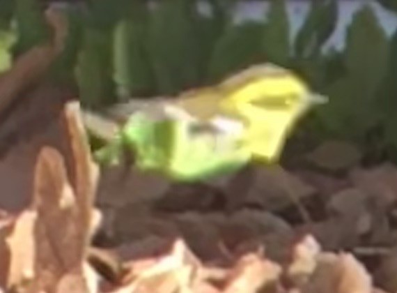 Townsend's Warbler - ML647008039