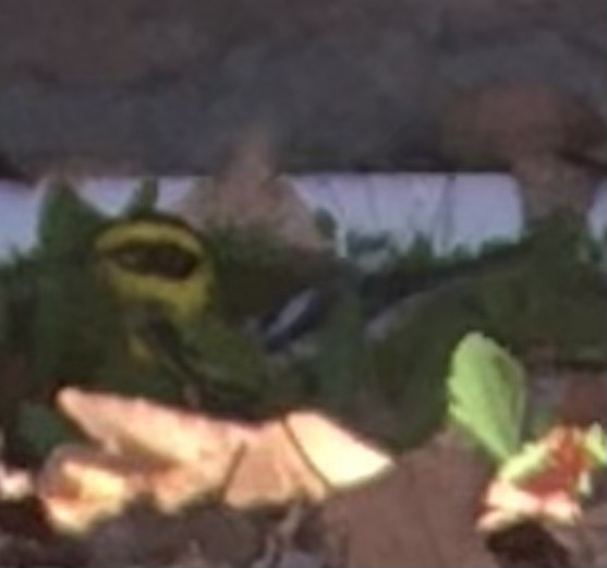 Townsend's Warbler - ML647008041