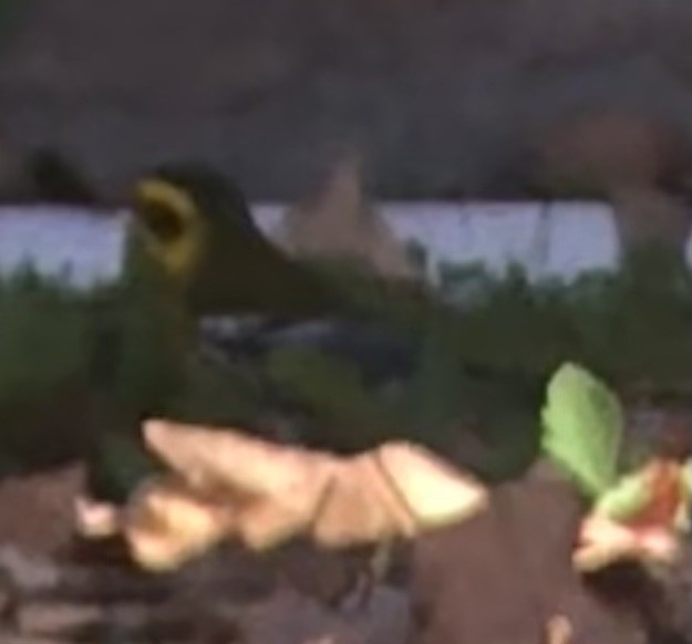 Townsend's Warbler - ML647008045