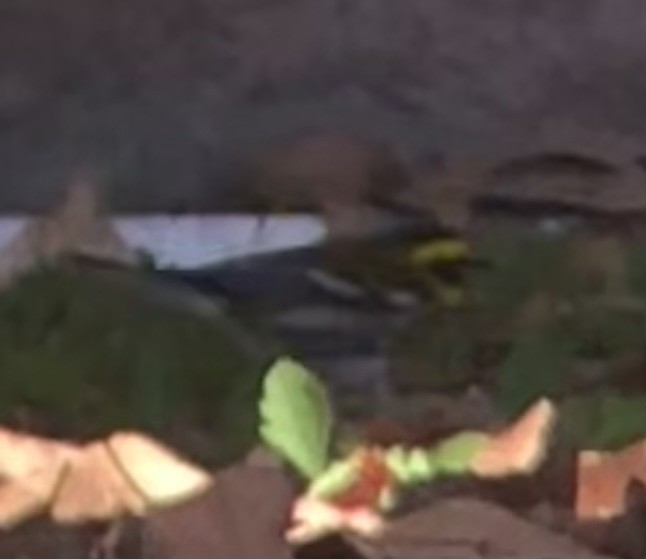 Townsend's Warbler - ML647008047