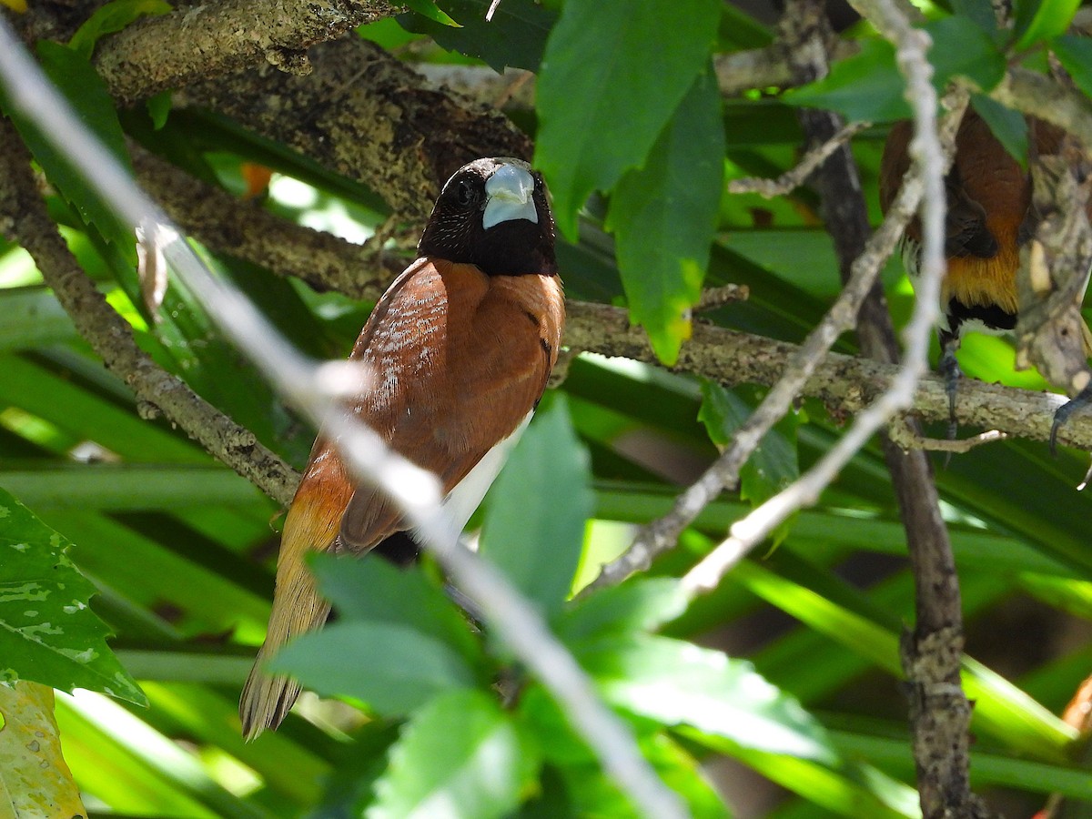 Chestnut-breasted Munia - ML647008048