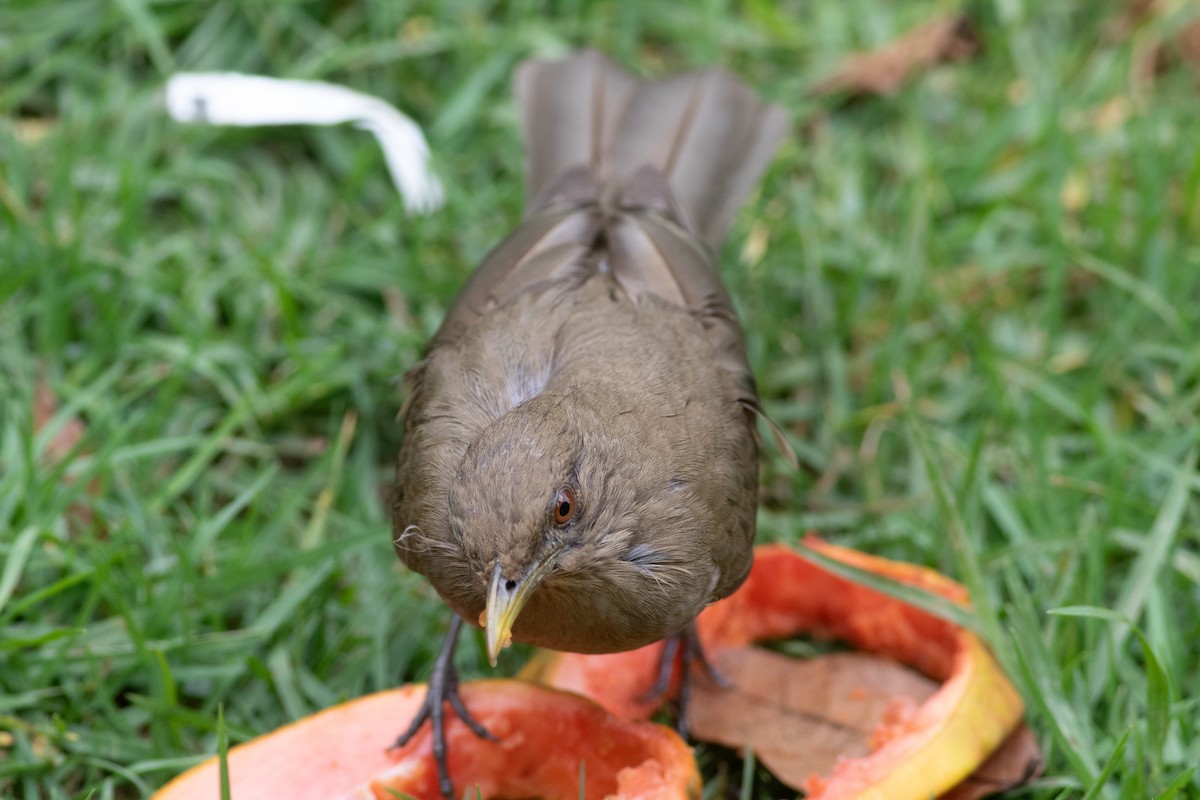 Clay-colored Thrush - ML647008051