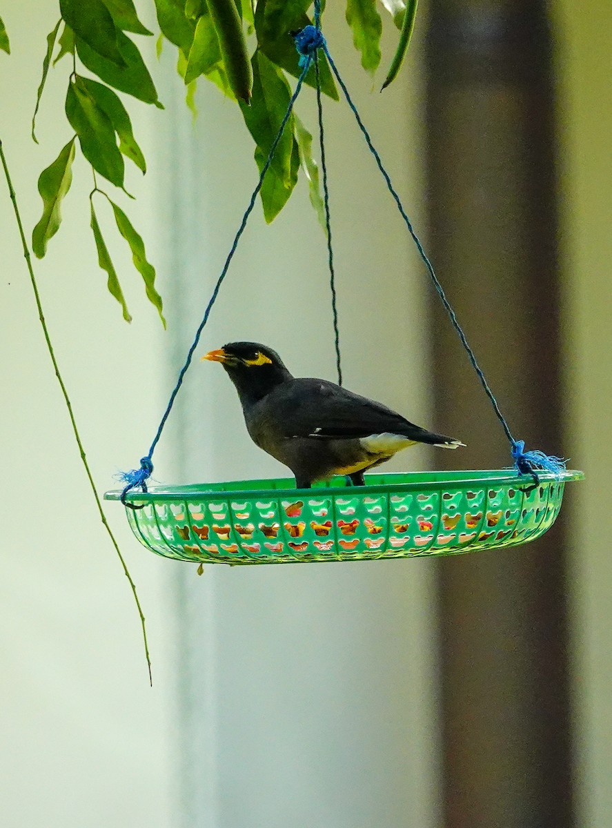 Maina comune - ML647008052