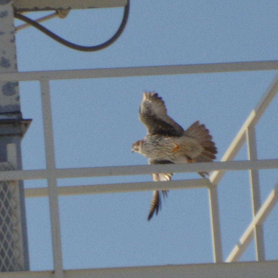 Prairie Falcon - ML647008055