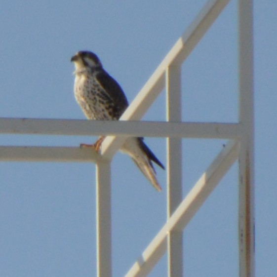 Prairie Falcon - ML647008056