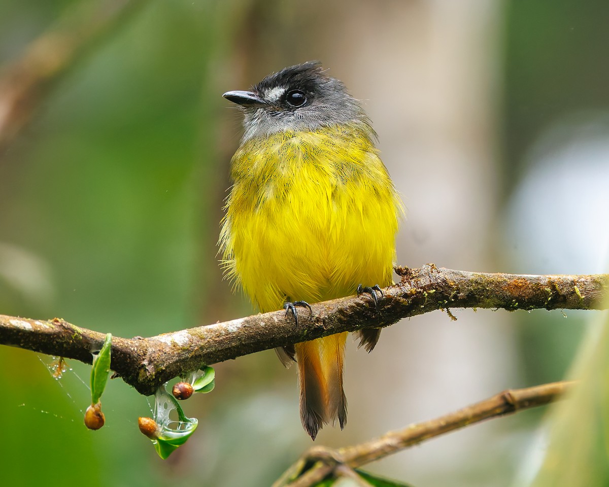 Ornate Flycatcher (Western) - ML647008057