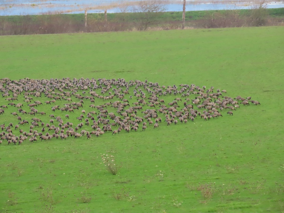 Oca canadese minore - ML647008058