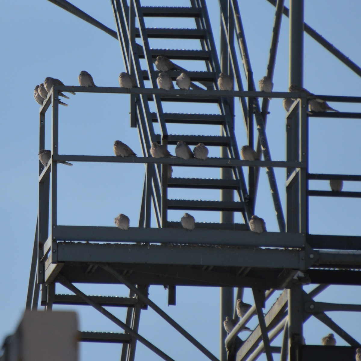 Tortora dal collare - ML647008059