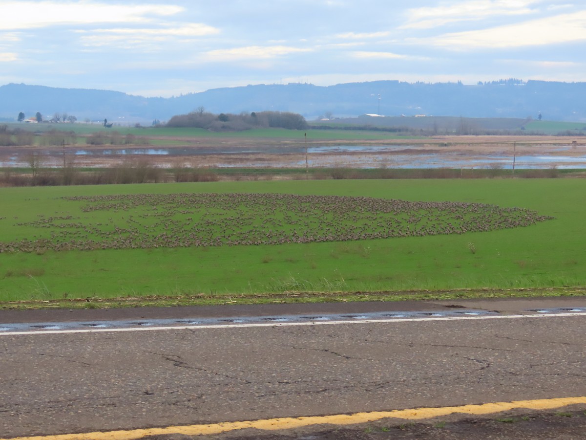 Oca canadese minore - ML647008063