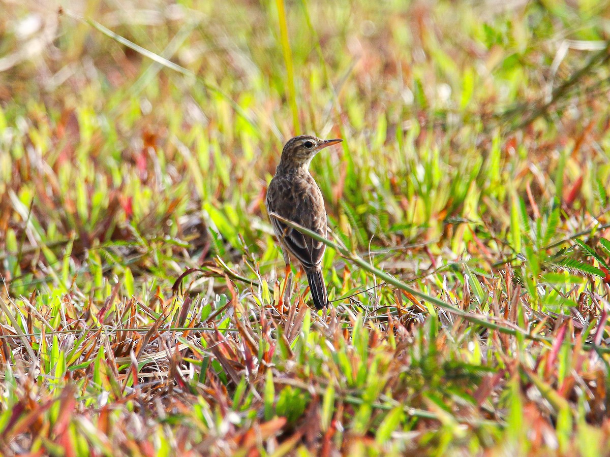 Paddyfield Pipit - ML647008064