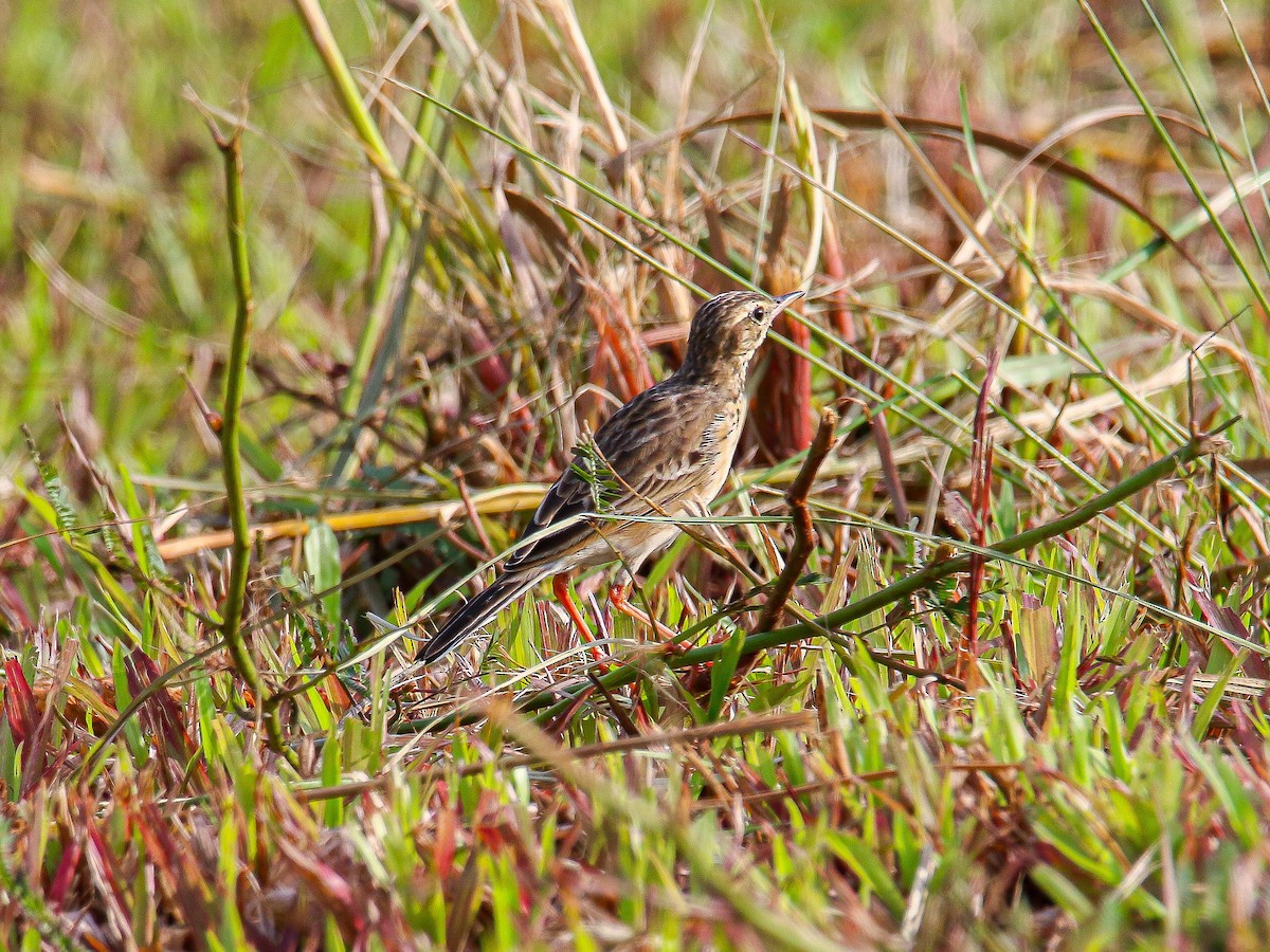 Paddyfield Pipit - ML647008065