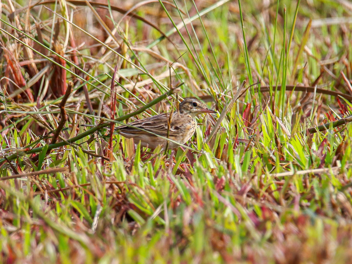Paddyfield Pipit - ML647008066