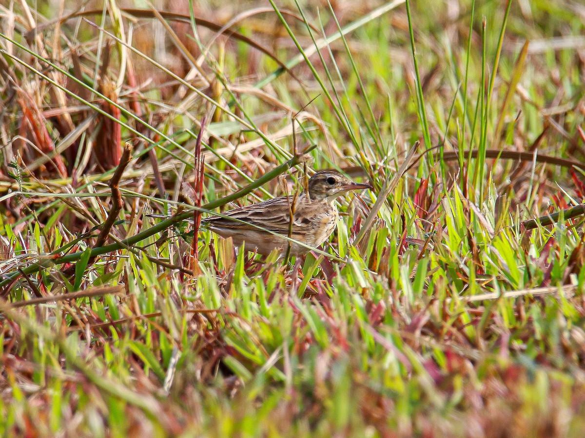 Paddyfield Pipit - ML647008067