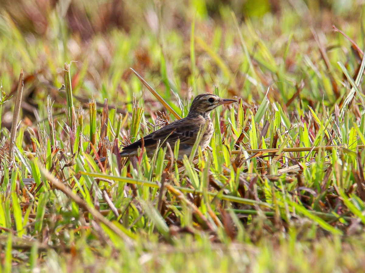 Paddyfield Pipit - ML647008068
