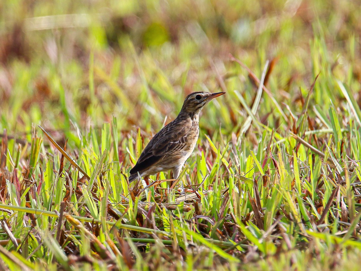 Paddyfield Pipit - ML647008070
