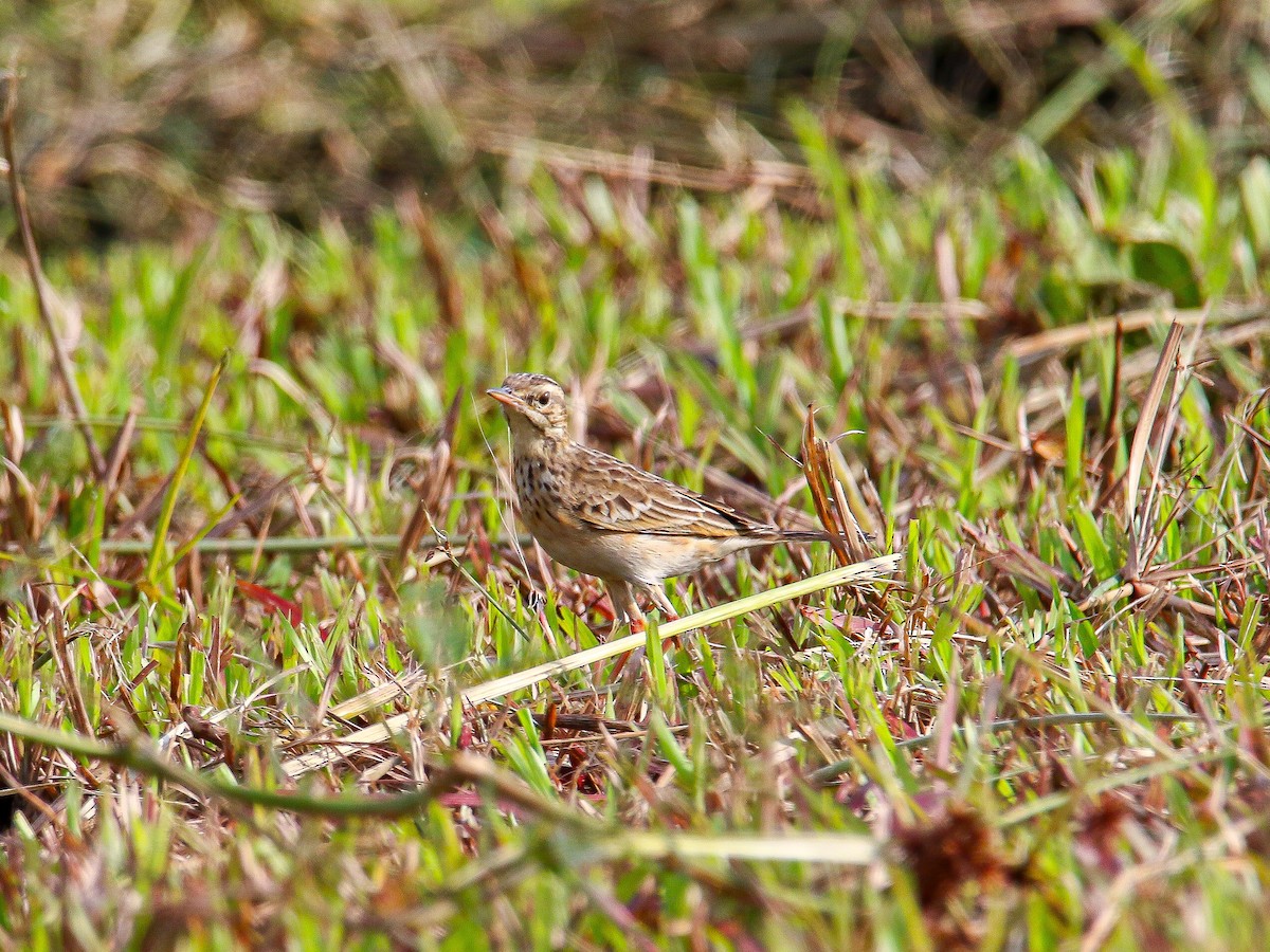 Paddyfield Pipit - ML647008071