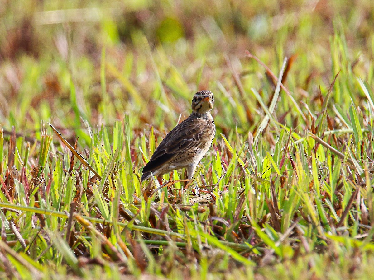 Paddyfield Pipit - ML647008072