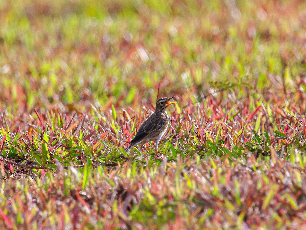 Paddyfield Pipit - ML647008073