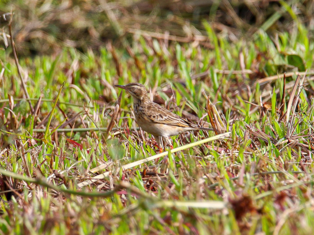 Paddyfield Pipit - ML647008074