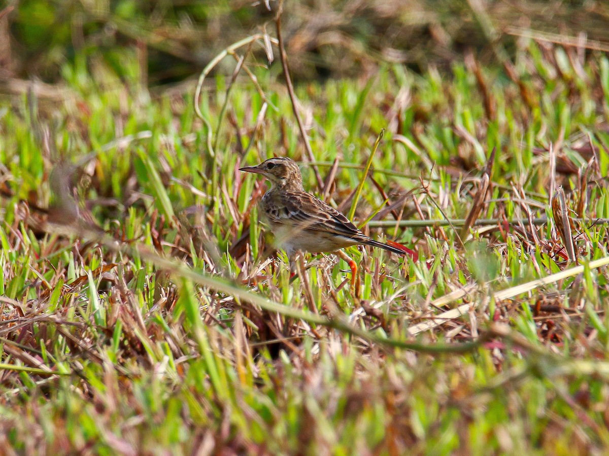 Paddyfield Pipit - ML647008076