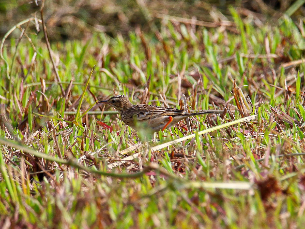 Paddyfield Pipit - ML647008077