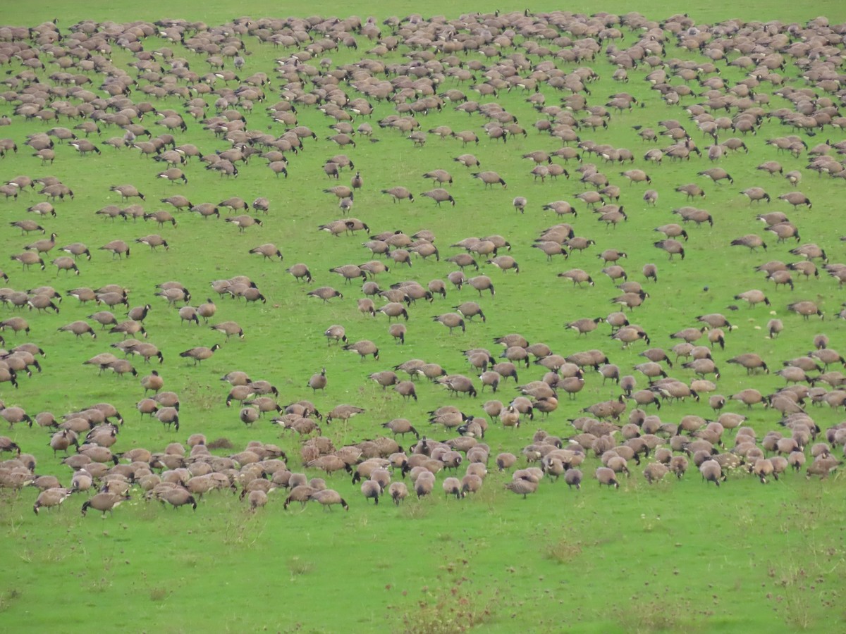 Oca canadese minore - ML647008078