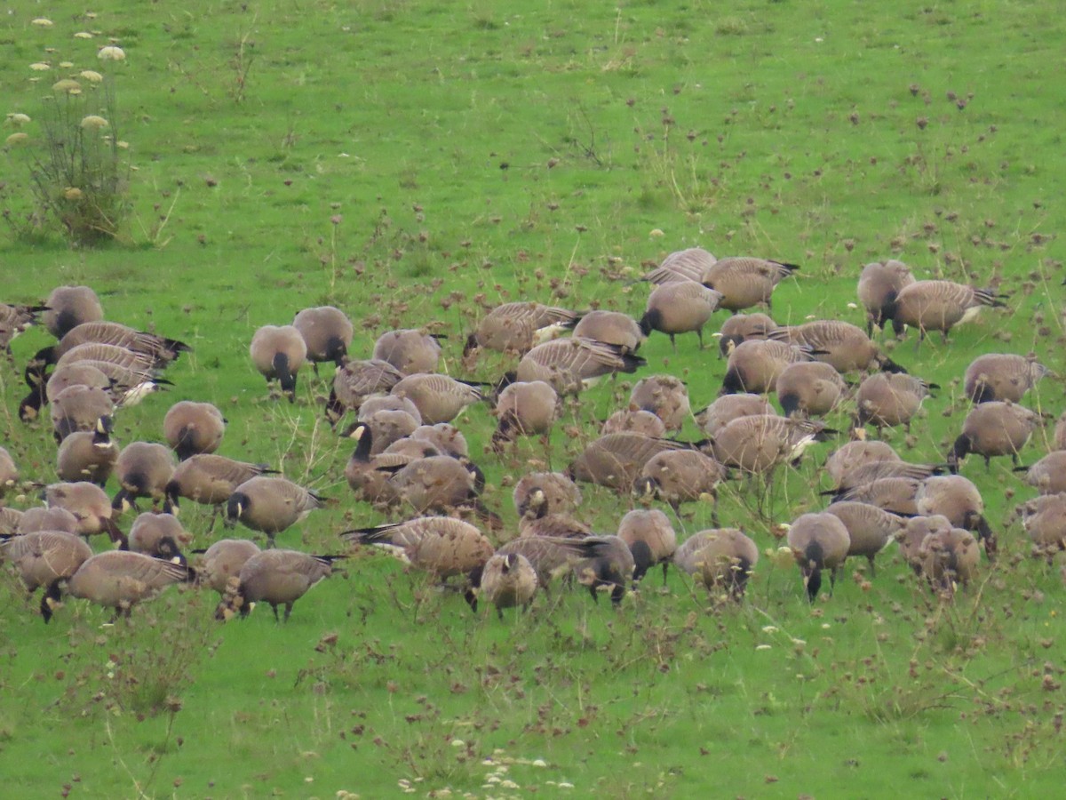 Oca canadese minore - ML647008079