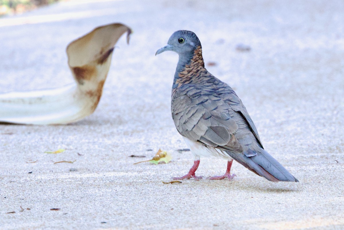 Tortolita Humeral - ML647008081