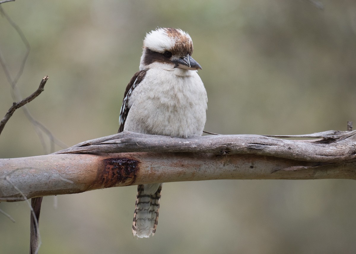 Laughing Kookaburra - ML647008082