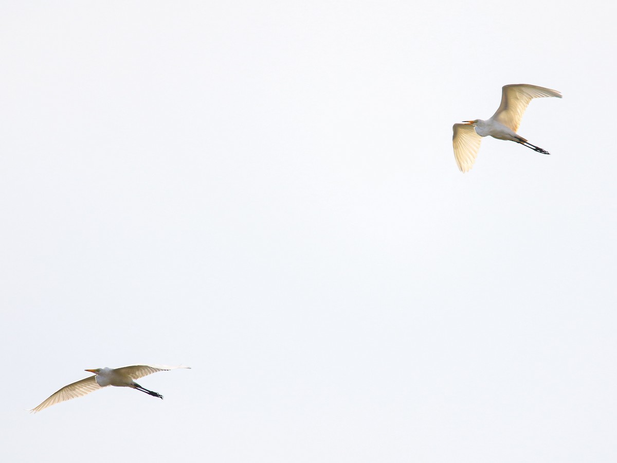 Airone bianco maggiore - ML647008083