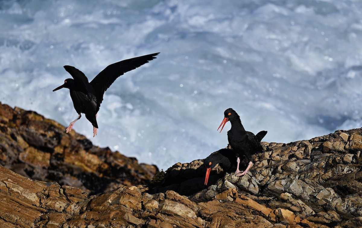 Black Oystercatcher - ML647008084