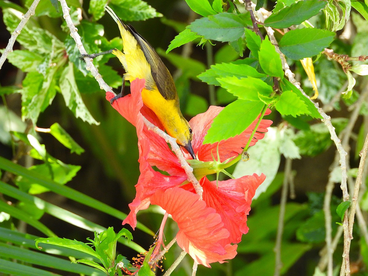 Sahul Sunbird - ML647008085