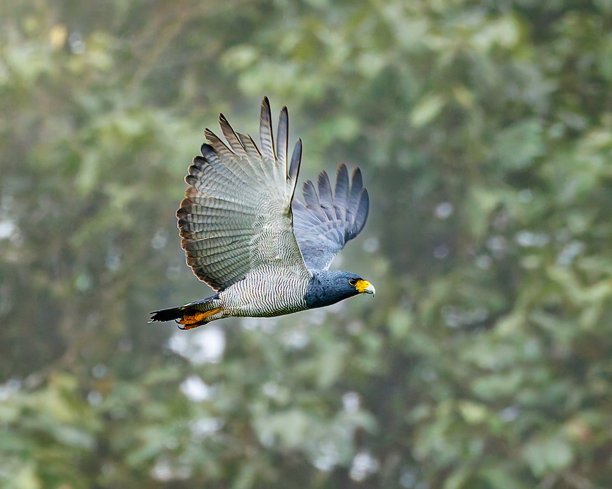 Barred Hawk - ML647008086