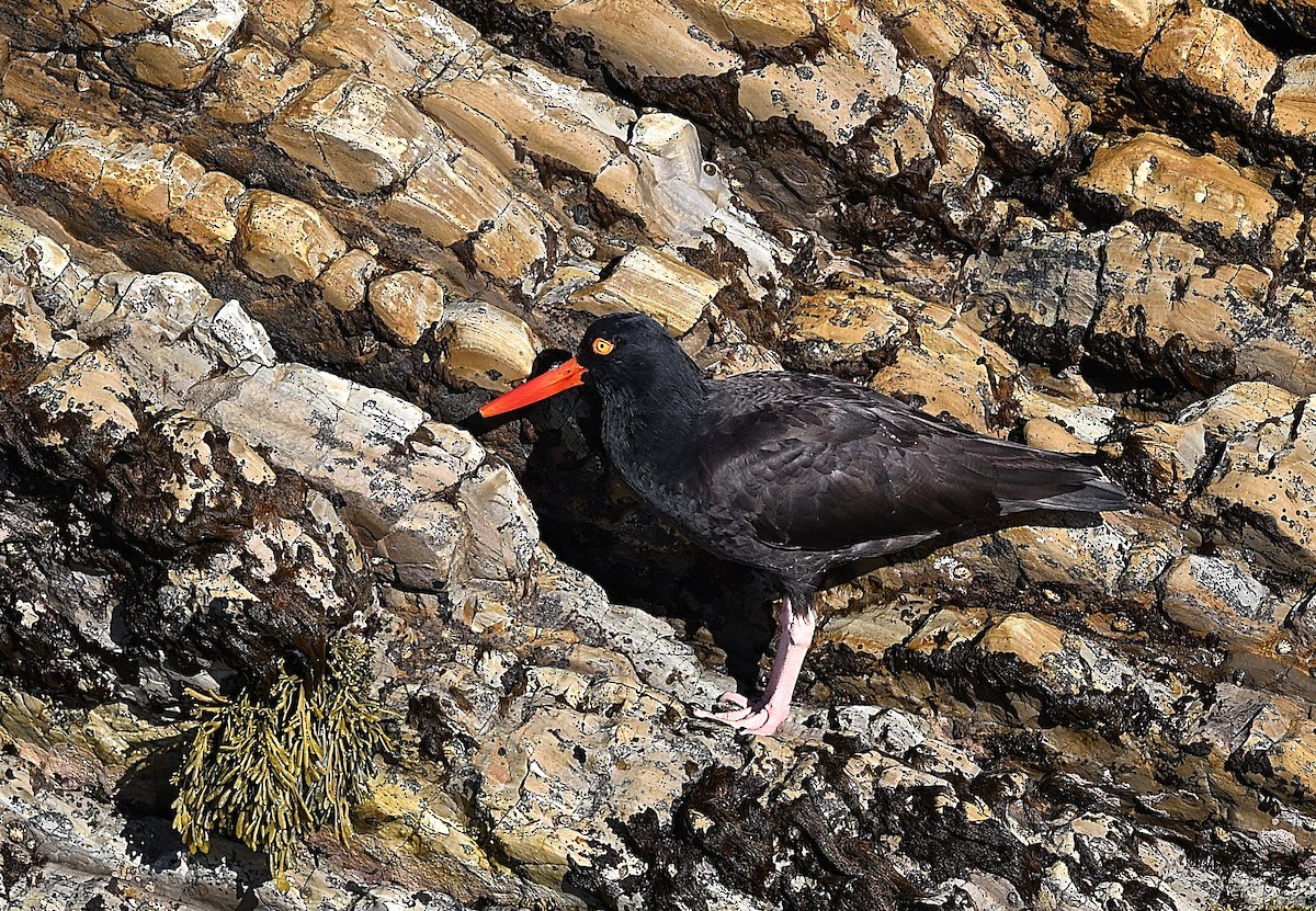 Black Oystercatcher - ML647008089