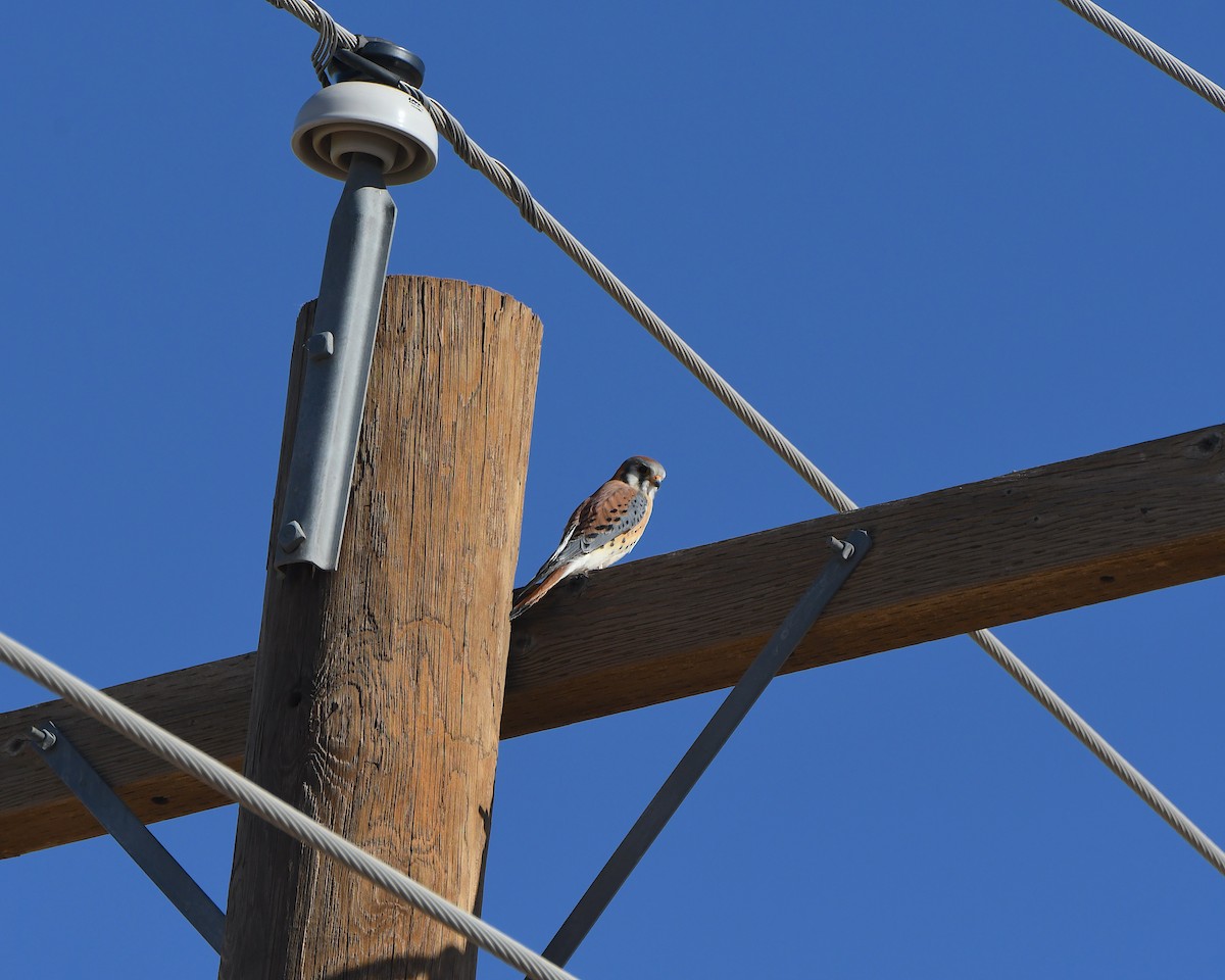 spurvefalk - ML647008091