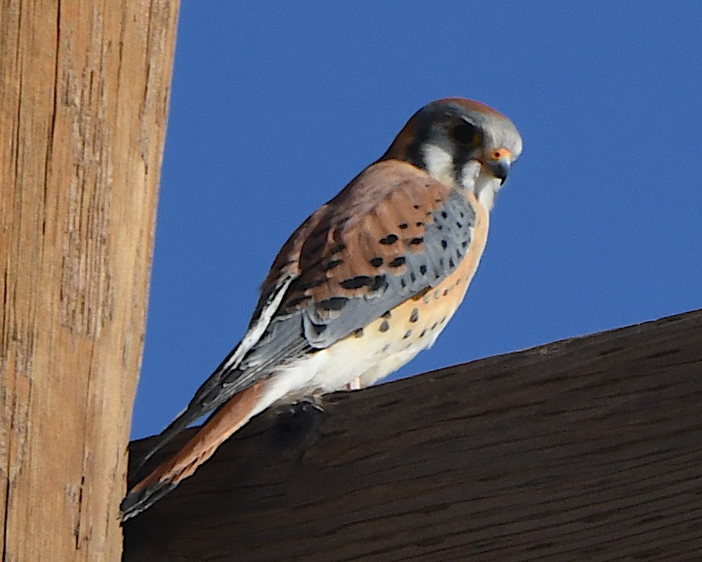 spurvefalk - ML647008093