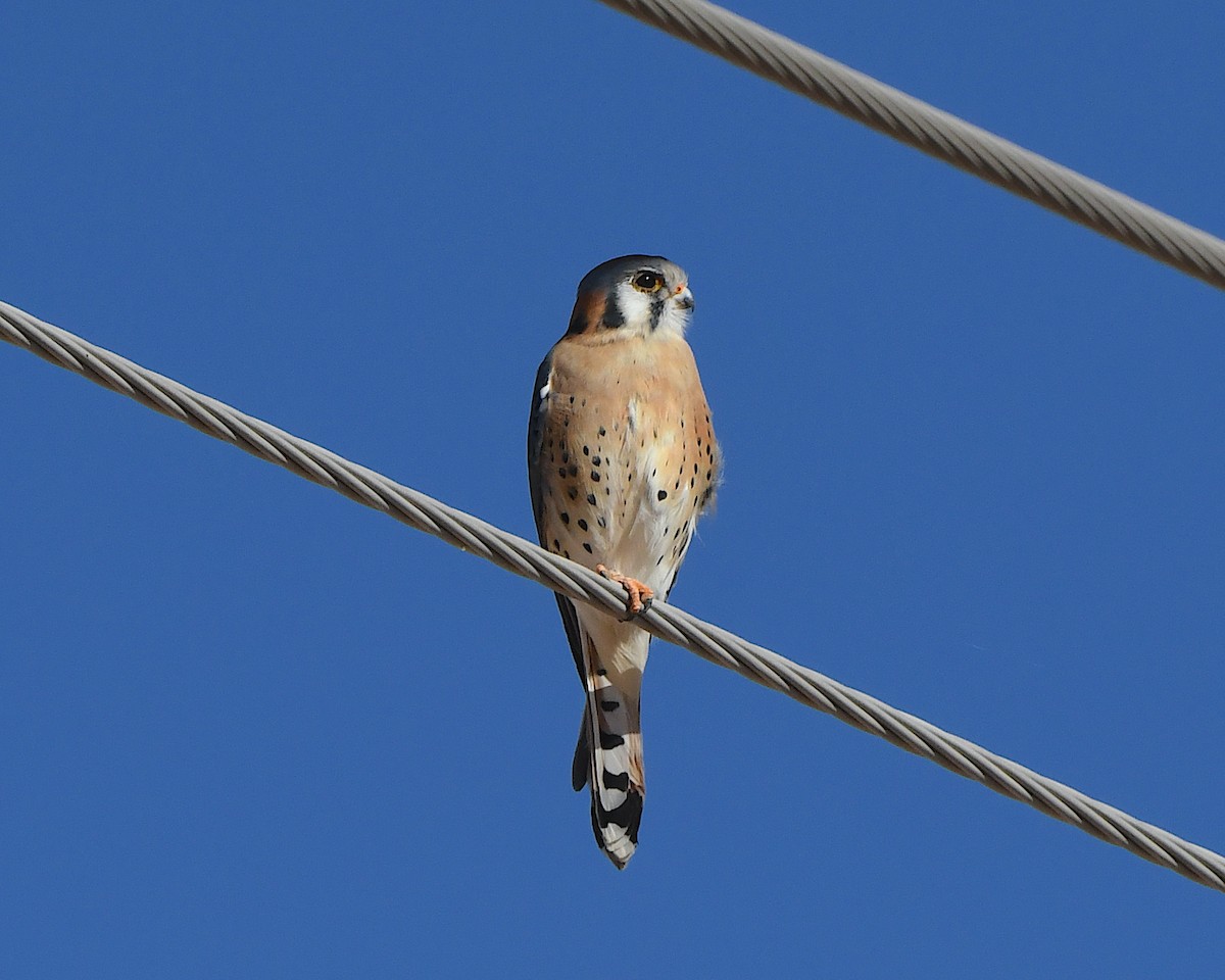 spurvefalk - ML647008094