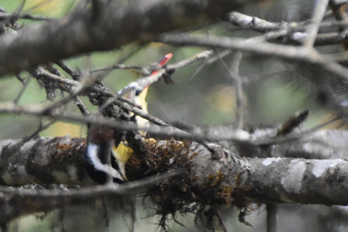 Мінла рудохвоста - ML647008100