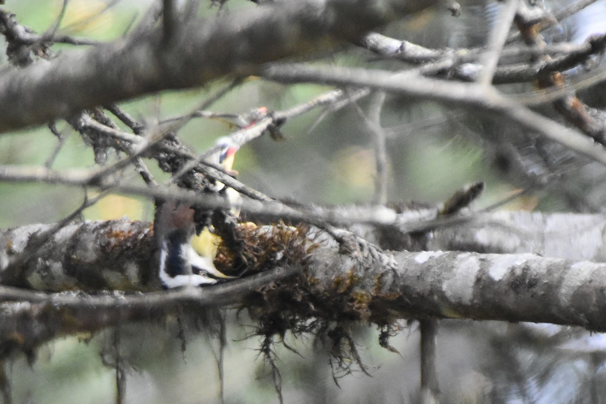 Мінла рудохвоста - ML647008101