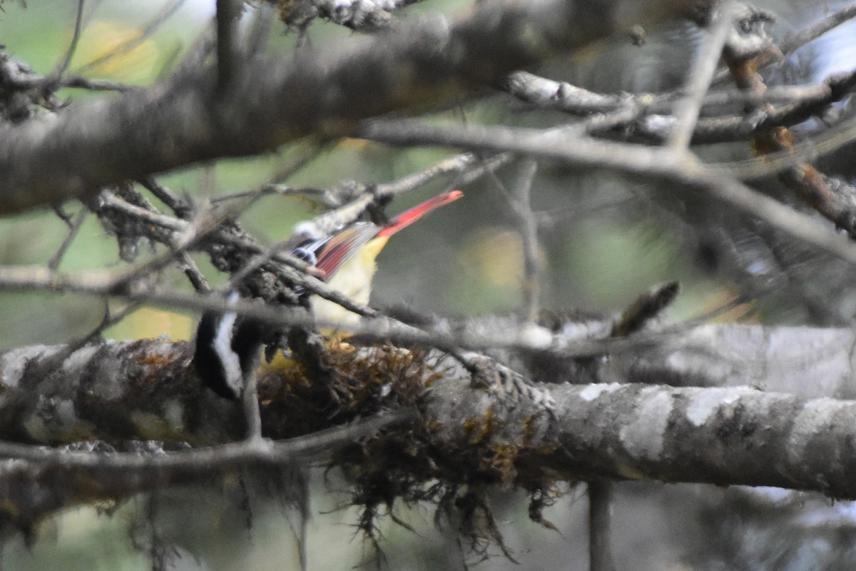 Мінла рудохвоста - ML647008102