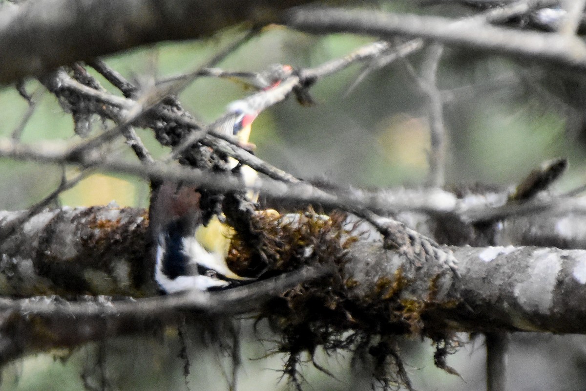 Мінла рудохвоста - ML647008104