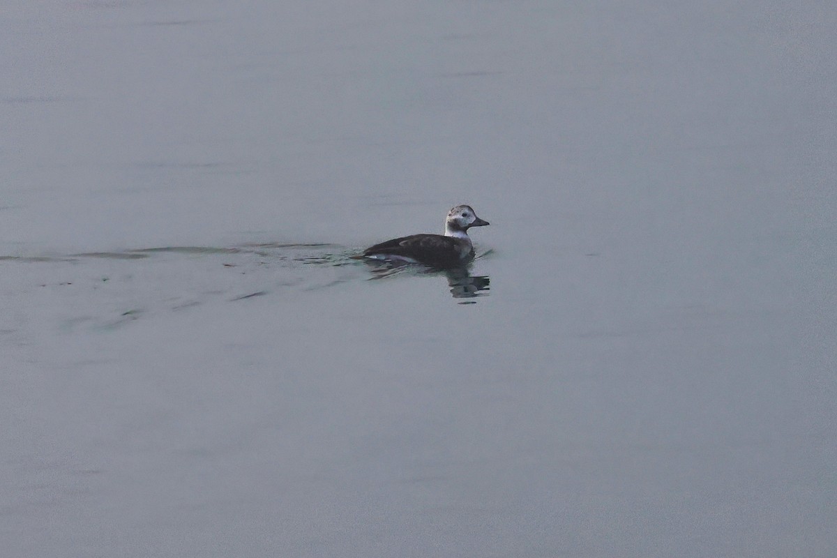 コオリガモ - ML647008105